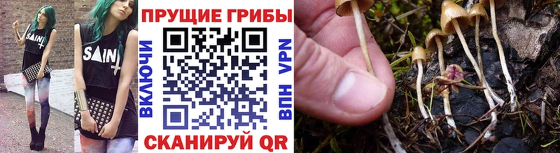 Галлюциногенные грибы Psilocybine cubensis где продают наркотики Тейково